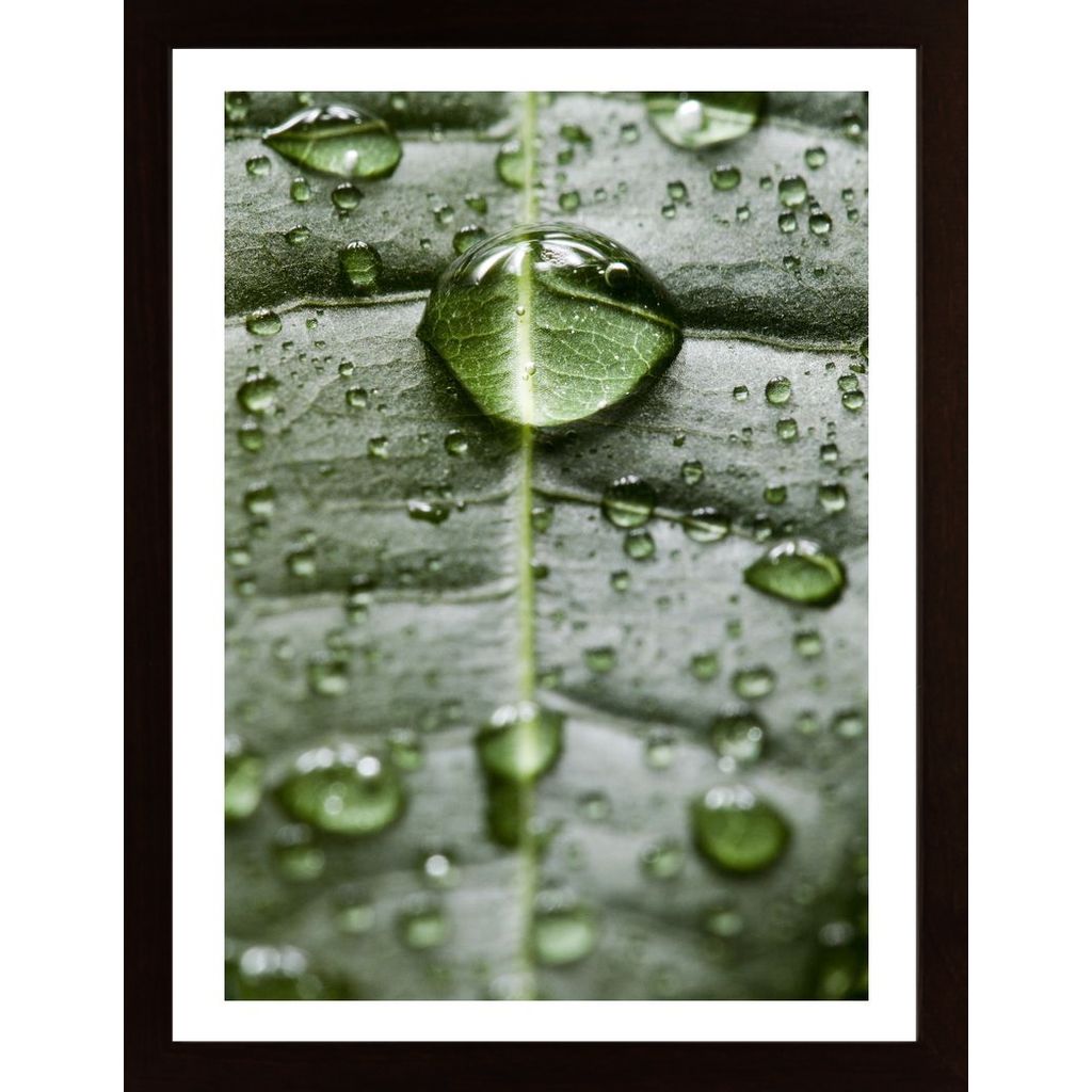 Water Drops On A Leaf 1 Plakát