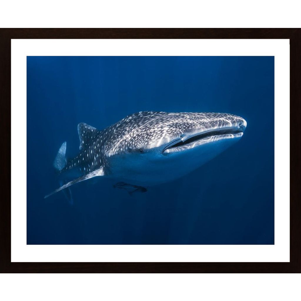 Whale Shark Plakát