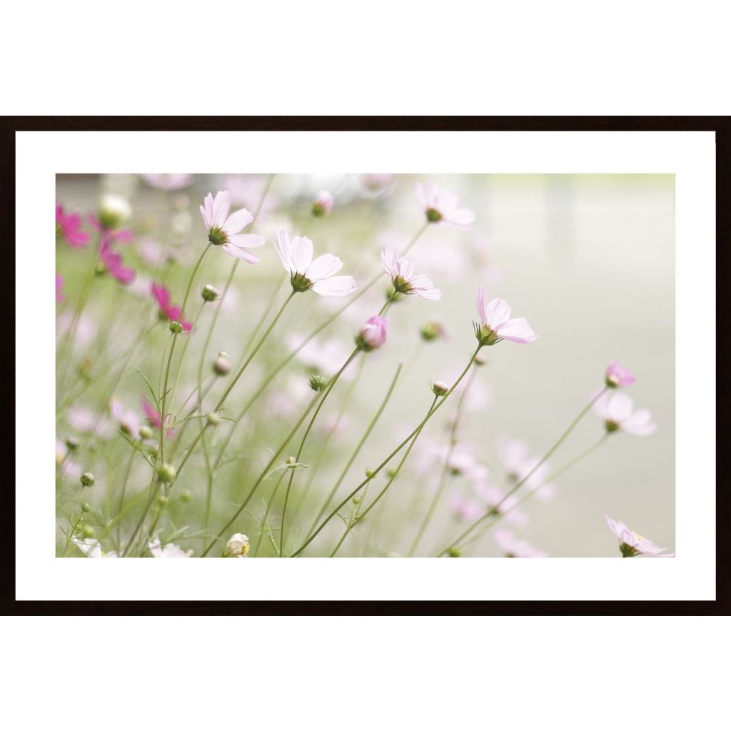 Pink Flowerbed Poster