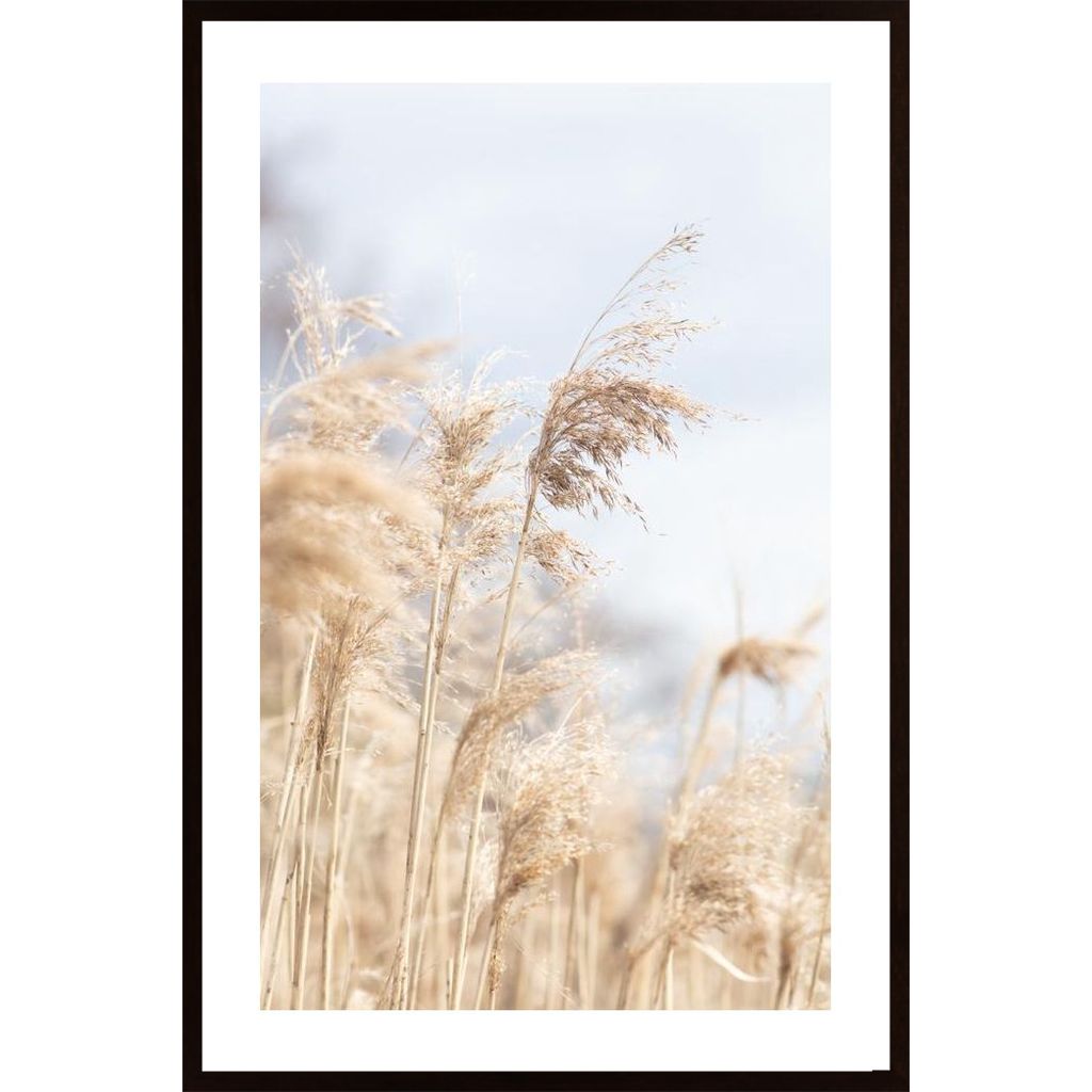 Grass Reed And Sky 3 Plakat