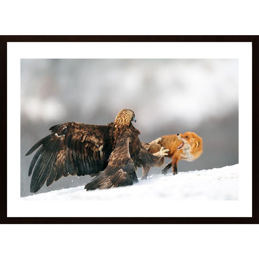 Golden Eagle And Red Fox Plakát