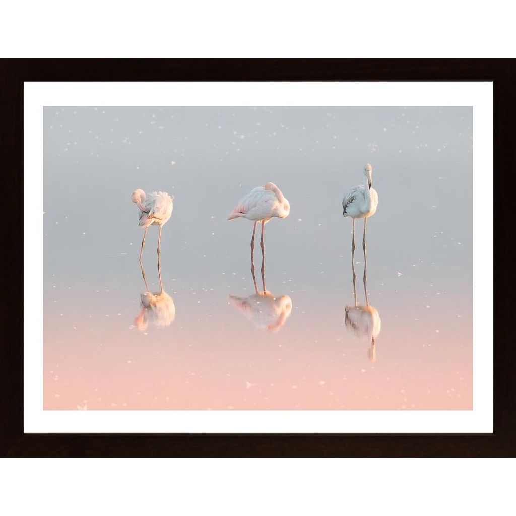 Three Flamingos Poster