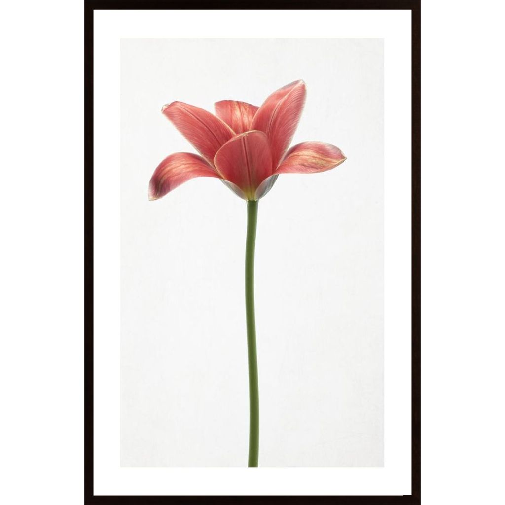 Long Stemmed Tulip Plakát