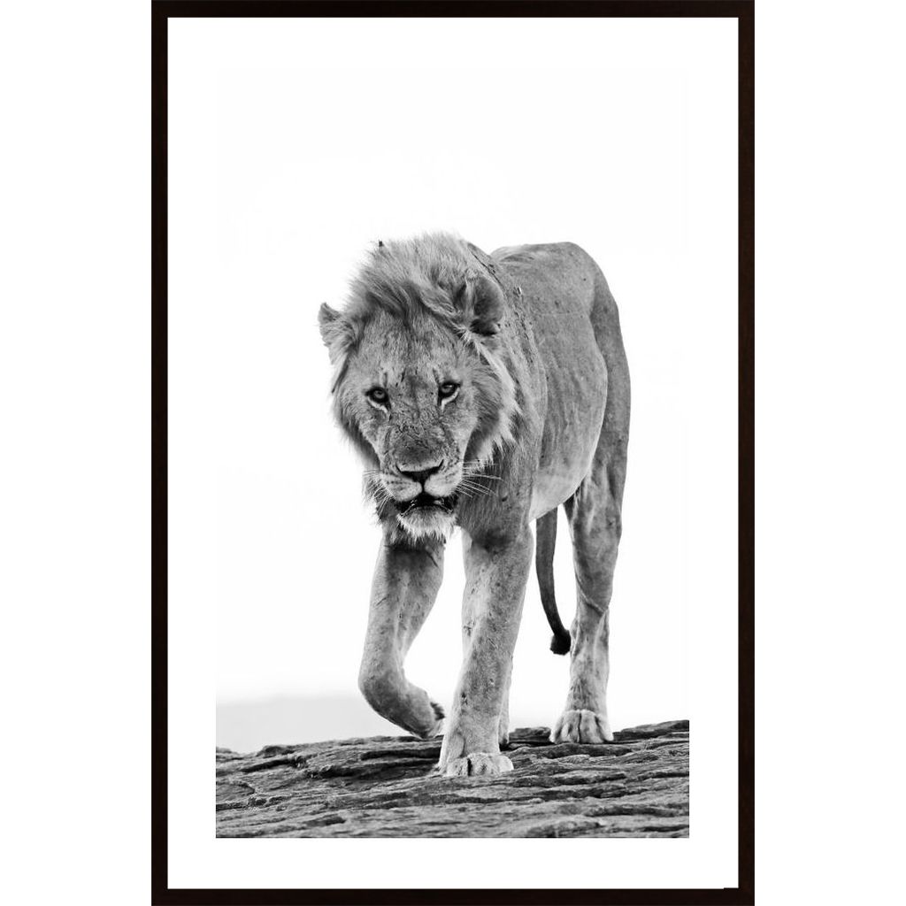 Lion Approaching Poster
