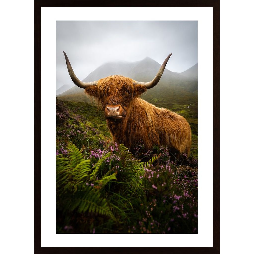 Scotland Highlands Cow Plakát