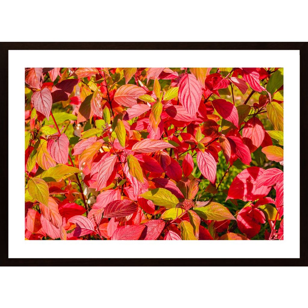 Bush With Red Leaves Affiche