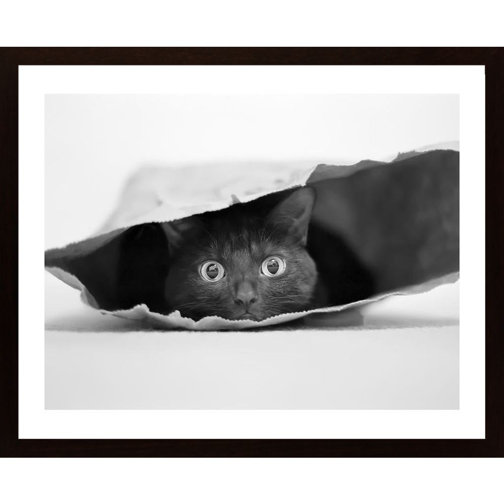 Cat In A Bag Plakát