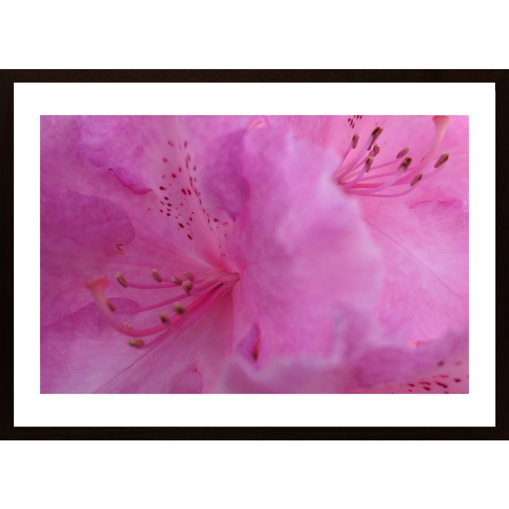 Flower In Pink Affiche