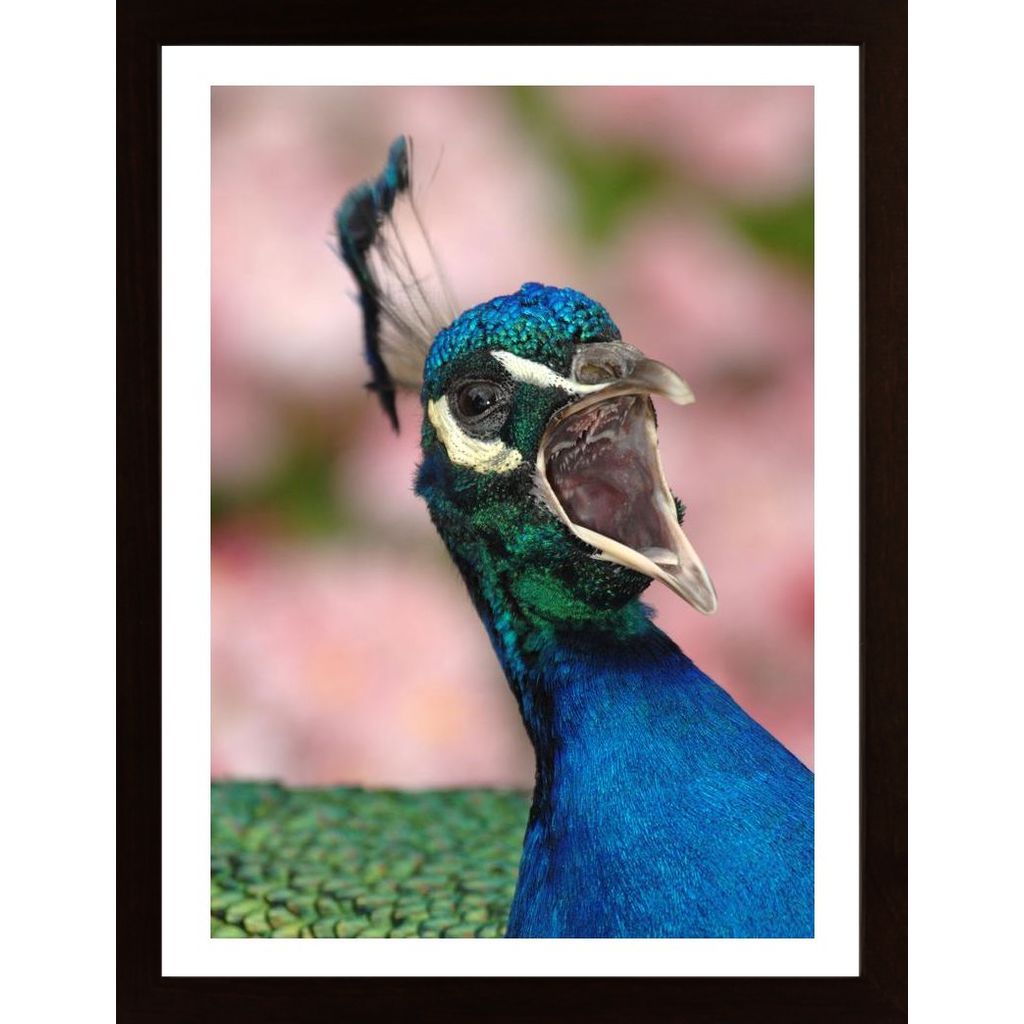 Indian Peacock Plakát