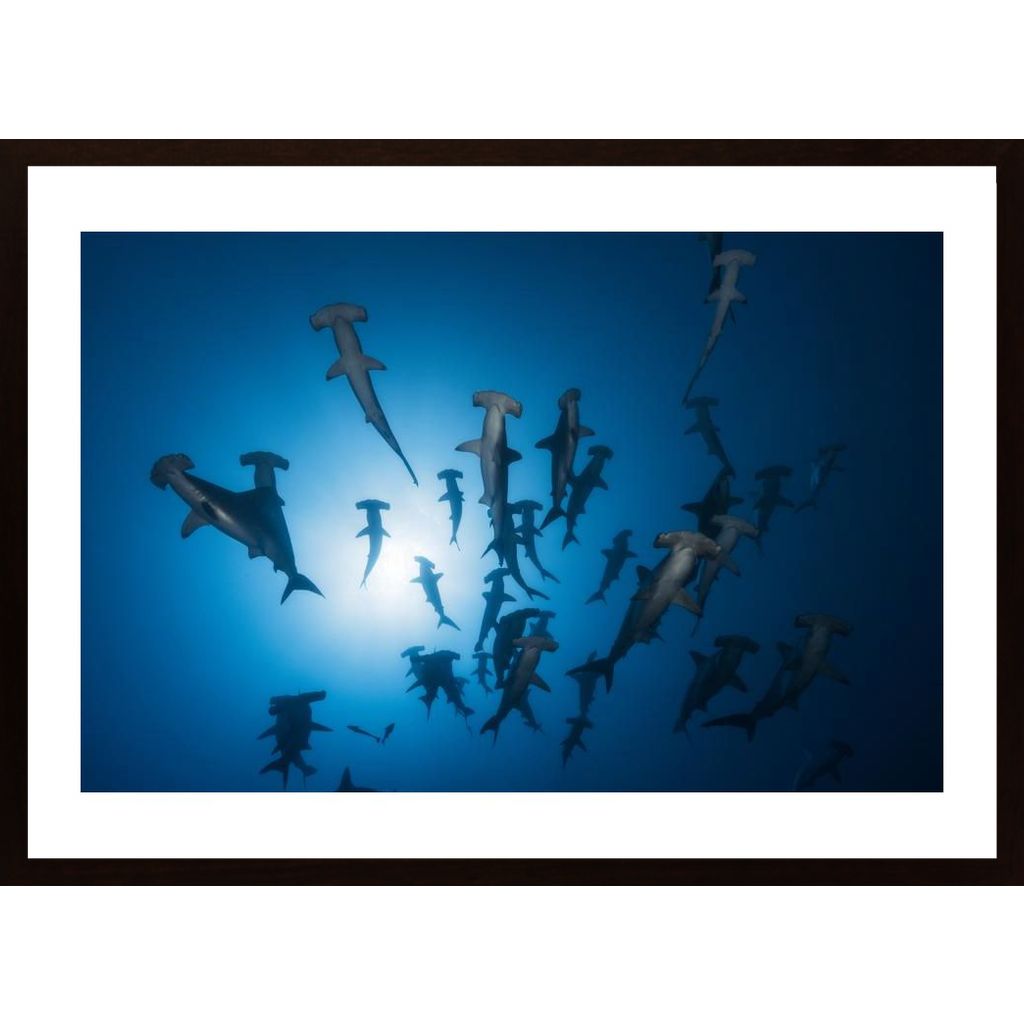 Hammerhead Shark - Underwater Photography Plakát