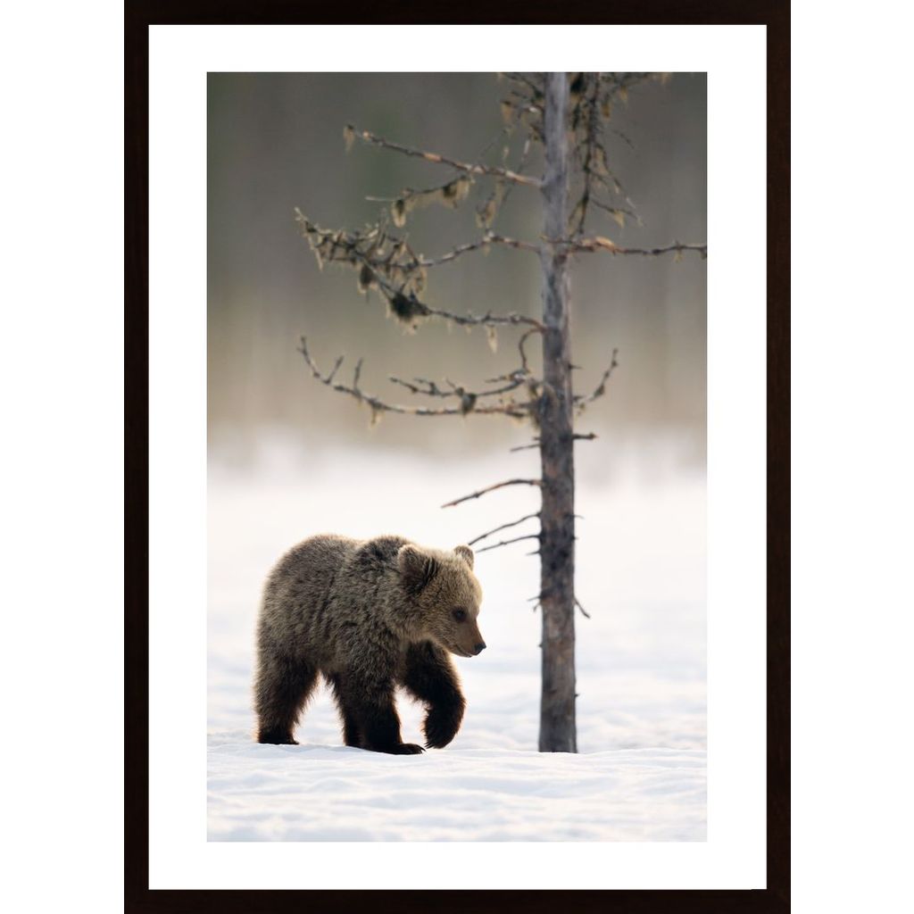 Bear In Winter Forest Poster