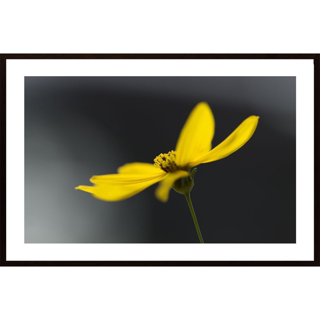 Flower In Yellow Plakát