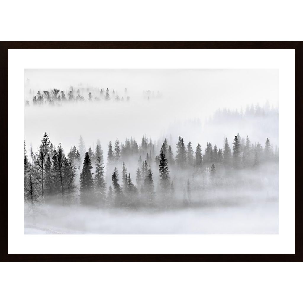 Foggy Forest Affiche