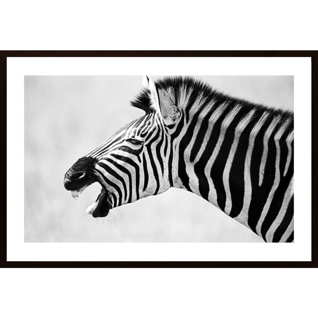 Zebra Yawning Affiche
