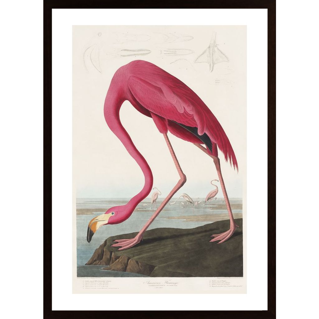 Pink Flamingo Plakát