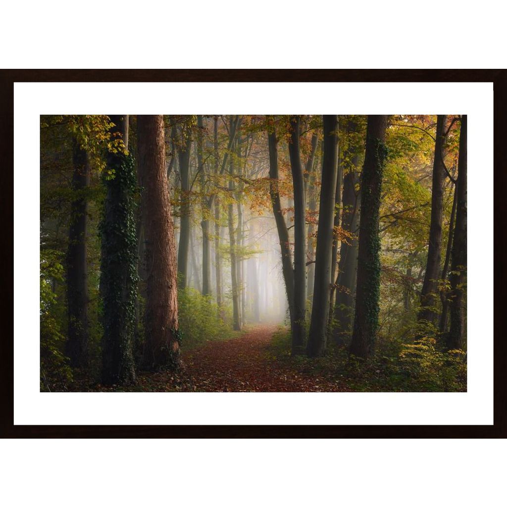 Autumn Colorful Forest Poster