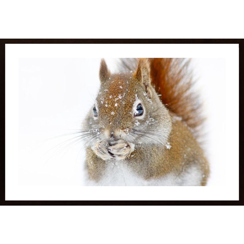 Christmas Squirrel Poster