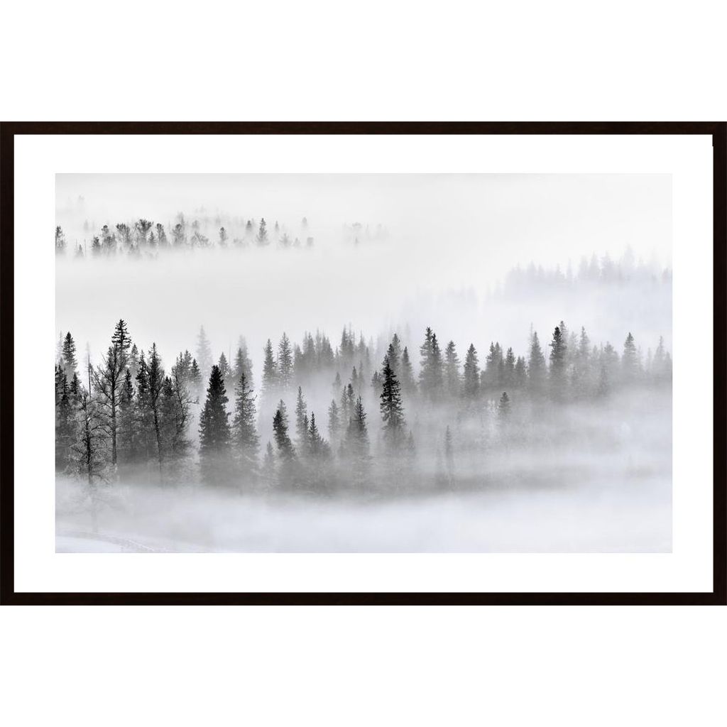Foggy Forest Affiche