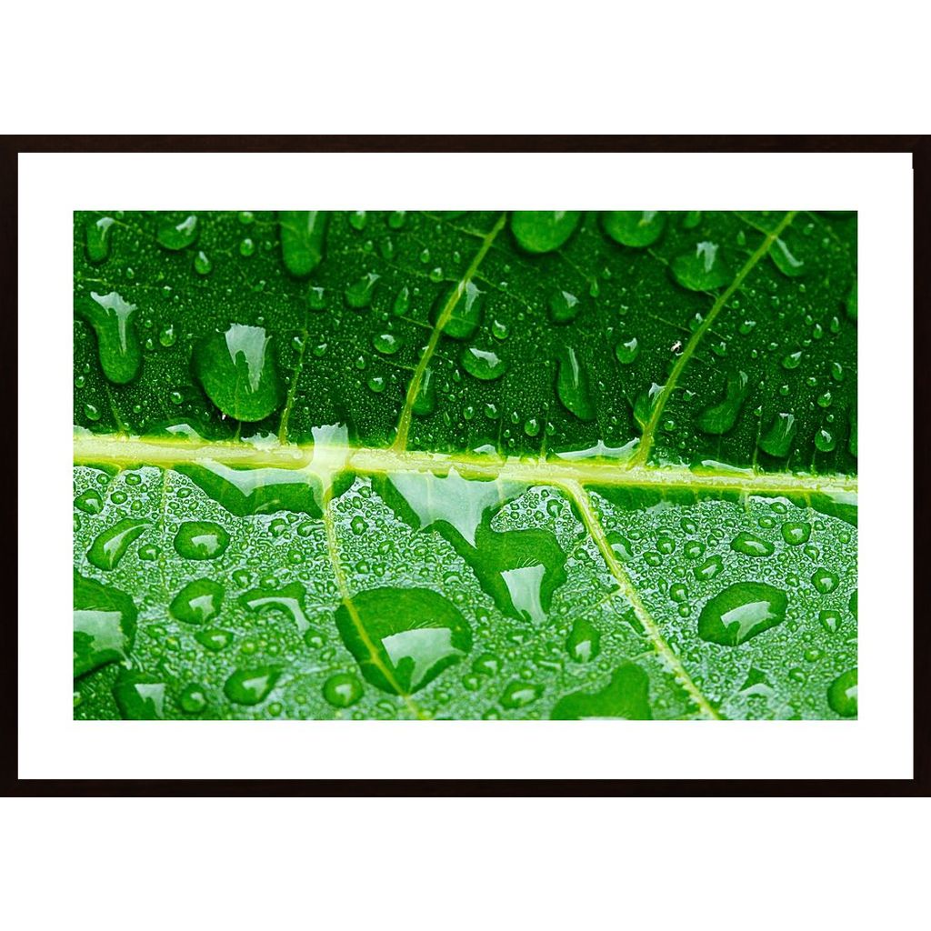 Water Drops On A Leaf 3 Poster