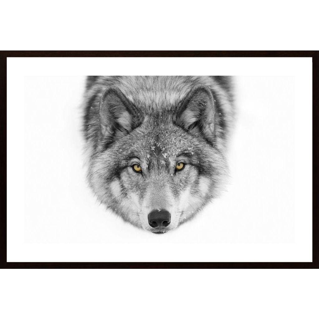 Yellow Eyes - Timber Wolf Poster