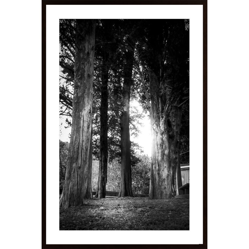 Trees In The Light Poster