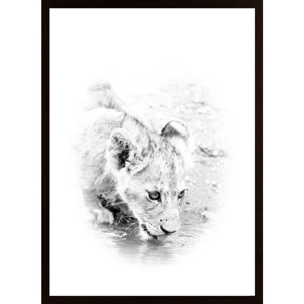 Lion Cub Drinking Plakát