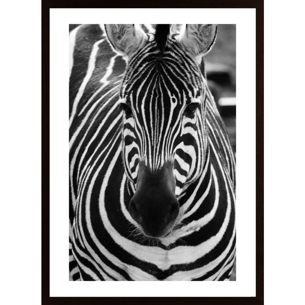 Striped Zebra Poster
