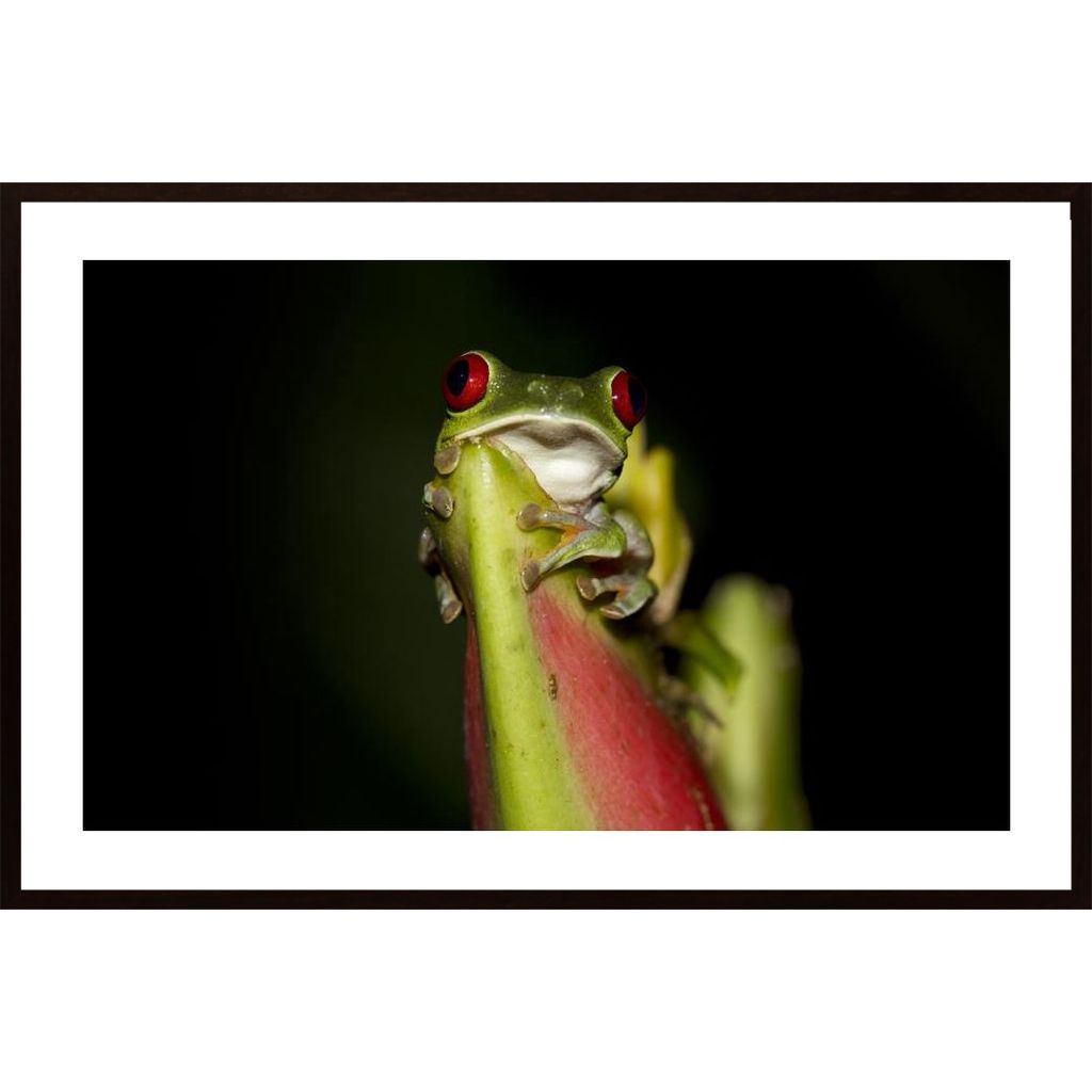 Red-Eyed Tree Frog Affiche