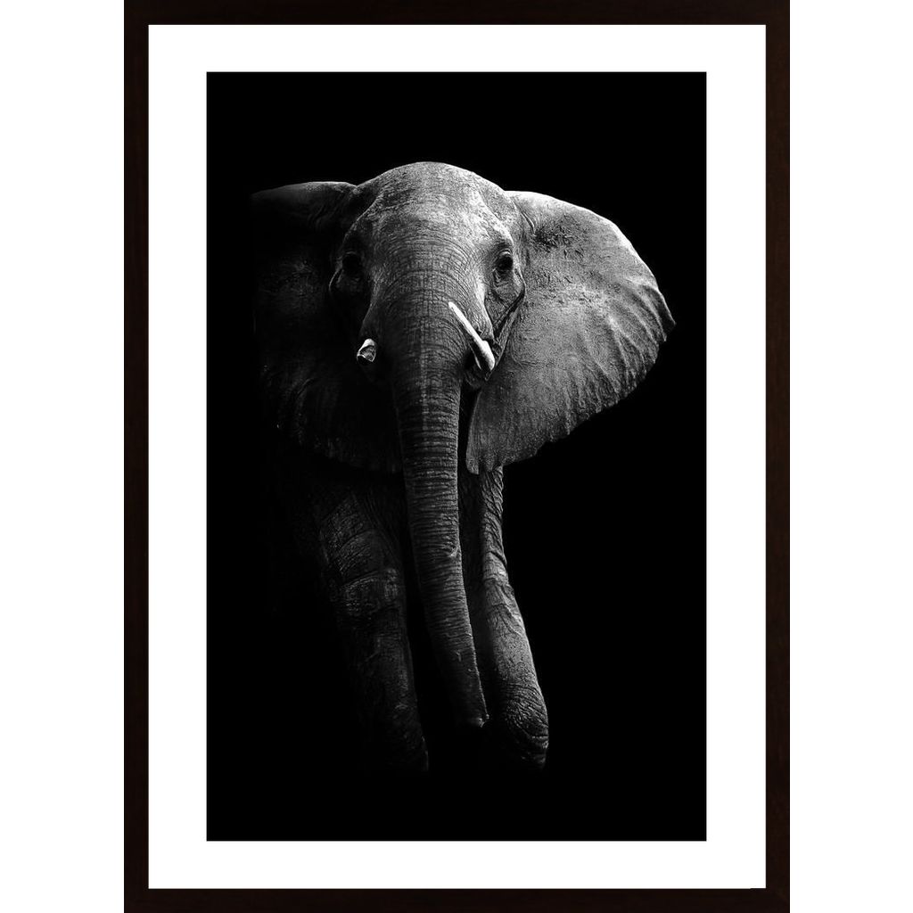 Elephant! Affiche