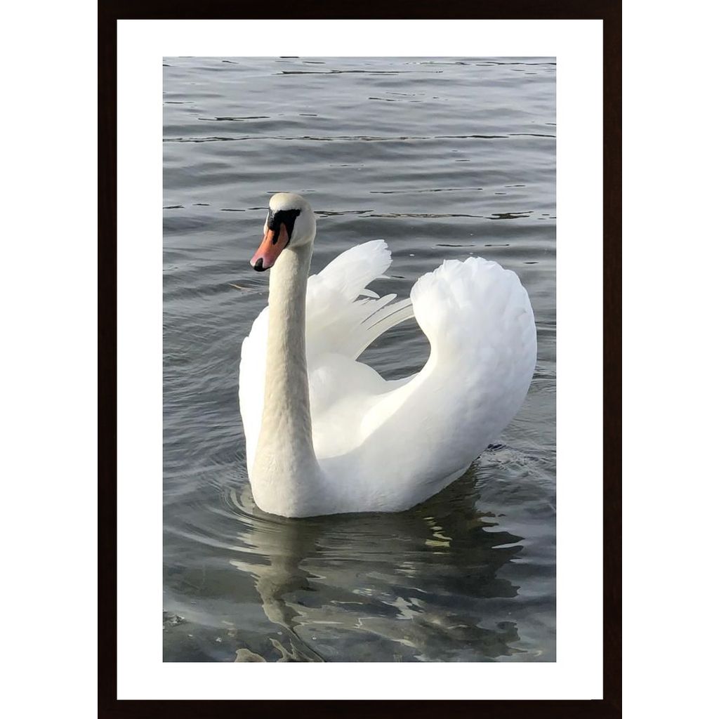 Swan Plakát