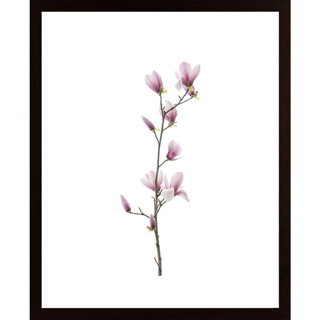Magnolia Flower Affiche